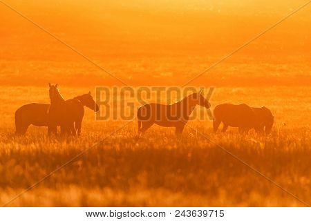 Beautiful Image Of Free Mustangs On The Field At Sunset