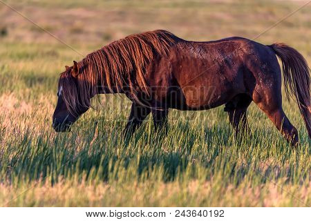 Beautiful Free Mustang On The Field At Sunset