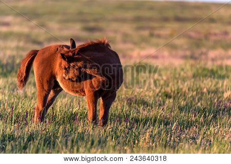 Beautiful Free Mustang Foal On The Field At Sunset