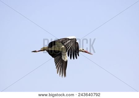 Elegant Beautiful White Stork Bird With Spread Wings, Black Tail And Long Legs Flying High In The Cl