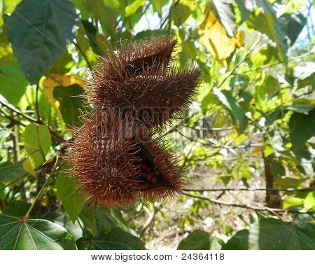 Annatto
