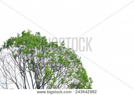 Large Tropical Tree Leaves With Branches On White Isolated Background For Green Foliage Backdrop