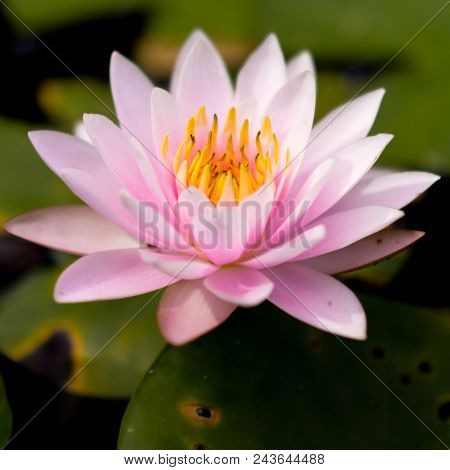 Beautiful pink lotus, flowers isolated of Prachin Buri, Thailand