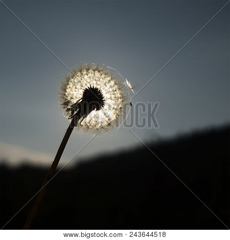 Dandelion fluff in the sunlight. Autumn field background
