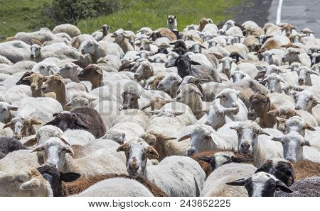 Sheep Grazing In A Countryside Of Armenia