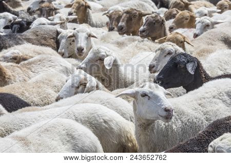 Sheep Grazing  In A Countryside Of Armenia