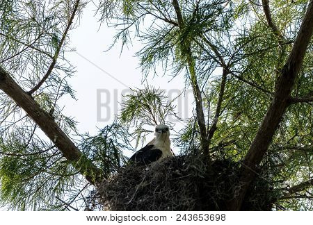 Juvenile Swallow-tailed Kite Elanoides Forficatus Eats A Lizard