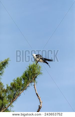 White And Grey Male Swallow-tailed Kite Elanoides Forficatus Perches On A Dead Tree In Naples, Flori