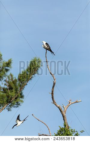 One Of A Pair Of Swallow-tailed Kite Elanoides Forficatus Flies Off  A Dead Tree In Naples, Florida
