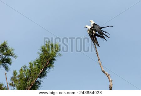 Mating Pair Of Swallow-tailed Kite Elanoides Forficatus