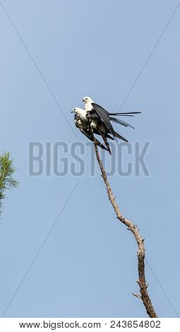 Mating Pair Of Swallow-tailed Kite Elanoides Forficatus