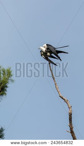 Mating Pair Of Swallow-tailed Kite Elanoides Forficatus