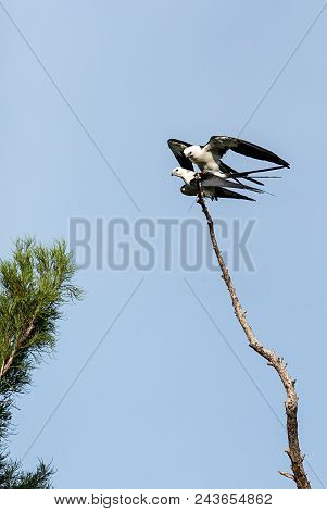 Mating Pair Of Swallow-tailed Kite Elanoides Forficatus