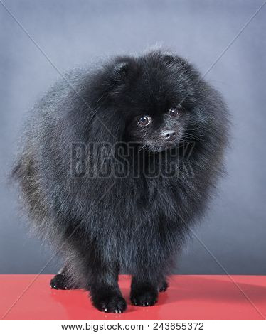 Small Black German Spitz-dog In Studio Photo