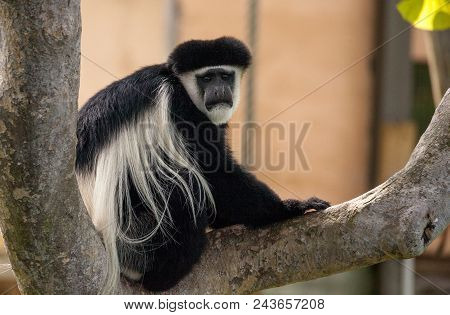 Black And White Colobus Monkey Angola Colobus Relaxes On A Tree.