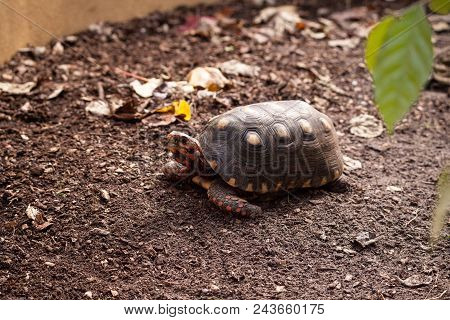 Red Footed Tortoise Chelonoidis Carbonaria