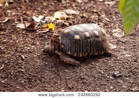 Red Footed Tortoise Chelonoidis Carbonaria