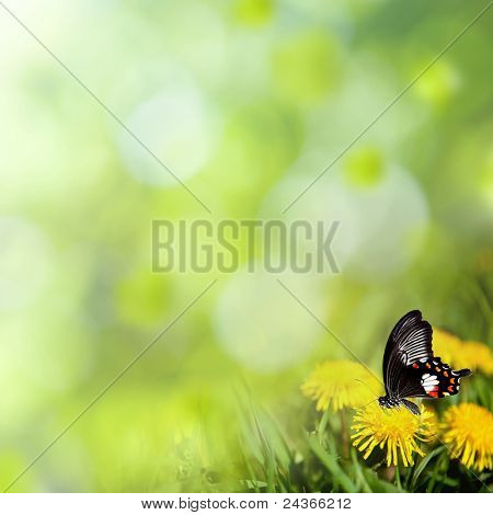 dandelions กับผีเสื้อในโดว์