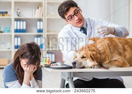 Doctor and assistant checking up golden retriever dog in vet cli