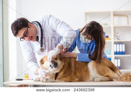 Doctor and assistant checking up golden retriever dog in vet cli