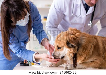 Doctor and assistant checking up golden retriever dog in vet cli