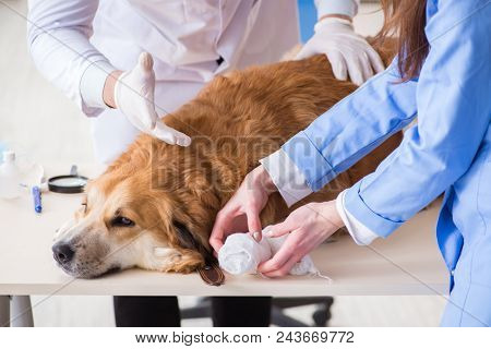 Doctor and assistant checking up golden retriever dog in vet cli