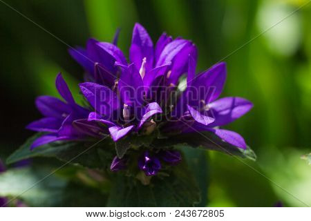 Beautiful Purple Flower Campanula Glomerata On A Blurry Background.