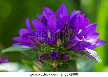 Beautiful Purple Flower Campanula Glomerata On A Blurry Background.