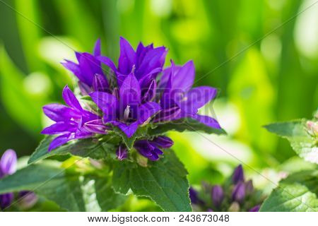 Beautiful Purple Flower Campanula Glomerata On A Blurry Background.