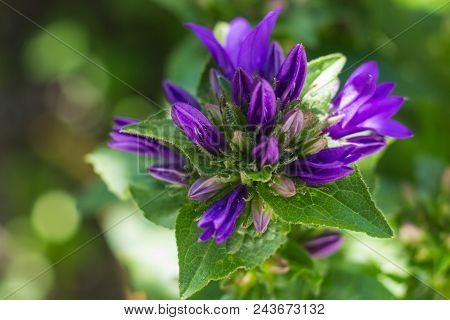 Beautiful Purple Flower Campanula Glomerata On A Blurry Background.