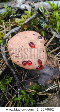 Hydnellum Peckii - Wood Mushroom In Pine Forest. Rare Bleeding Mushroom.