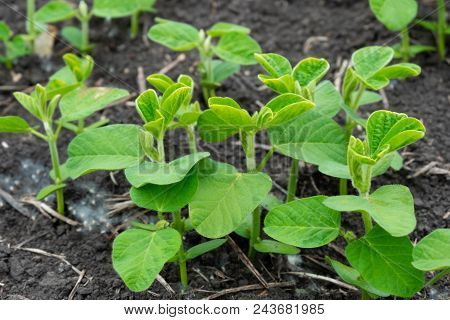 Soybean Flowers On Soy Plant. Green Growing Flowering Soybeans. Agricultural Soy Plantation Backgrou