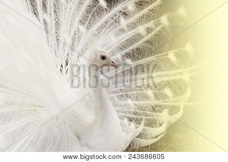 Close-up Of Beautiful White Peacock With Feathers Out