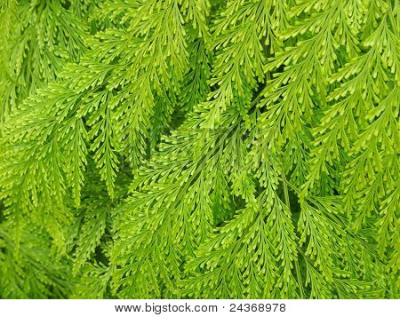 Fern løv