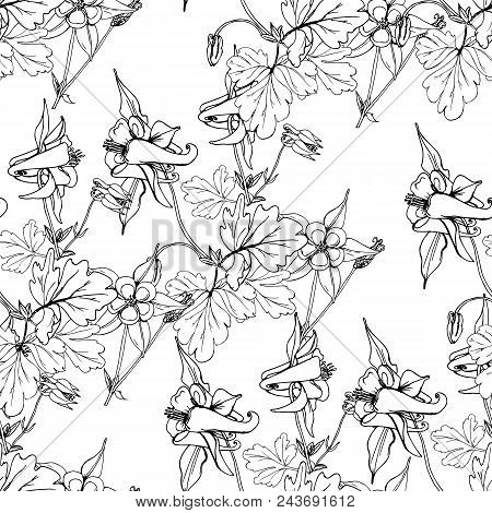 Seamless Pattern With Wildflowers On White Background. Beautiful Vector Field Blossom. White And Bla