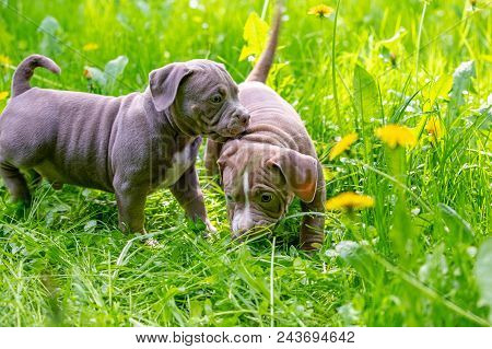 Cute Little Dogs Sitting Among Yellow Flowers In Green Grass In The Park. Outdoors. Wallpaper. Best 