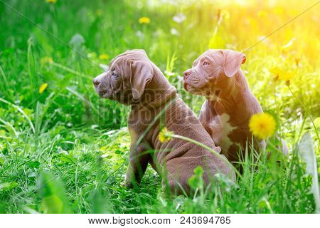 Cute Little Dogs Sitting Among Yellow Flowers In Green Grass In The Park. Outdoors. Wallpaper. Best 