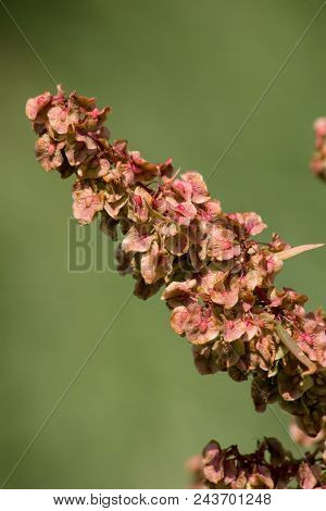 Meadow Dock (rumex Obtusifolius L.)