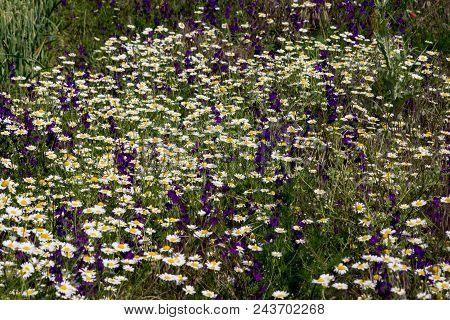 Chamomile  (matricaria Chamomilla).