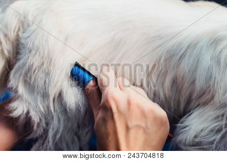 Female Groomer Haircut West Highland White Terrier Dog On The Table For Grooming In The Beauty Salon