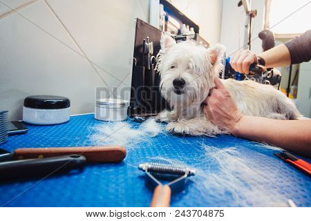 Female Groomer Haircut West Highland White Terrier Dog On The Table For Grooming In The Beauty Salon