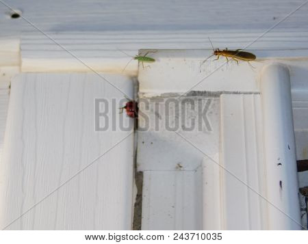 Bugs On The Door Frame By The Light