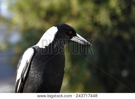 Closeup Of Australian Magpie Bird In Black And White Plumage Standing On A Fence. The Australian Mag