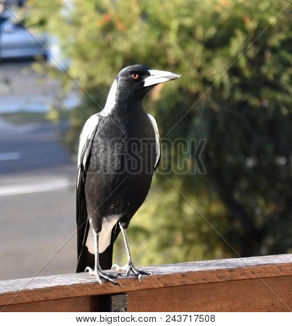 Closeup Of Australian Magpie Bird In Black And White Plumage Standing On A Fence. The Australian Mag