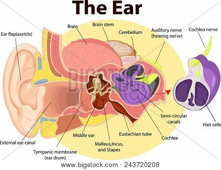 Vector Illustration Of Examination Ear Anatomy Graphic