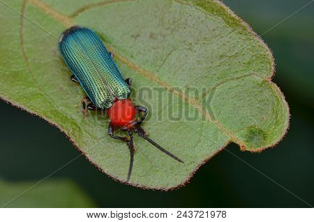 Macro Image Of Beautiful And Shiny Green Hispine Beetle