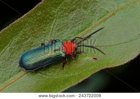 Macro Image Of Beautiful And Shiny Green Hispine Beetle