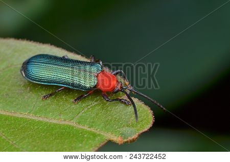 Macro Image Of Beautiful And Shiny Green Hispine Beetle