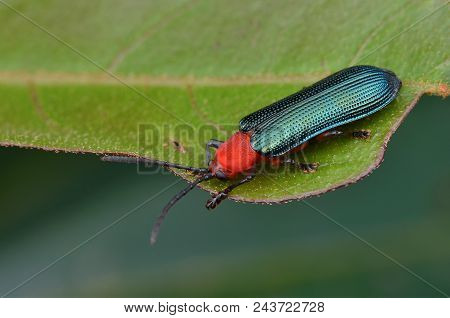 Macro Image Of Beautiful And Shiny Green Hispine Beetle
