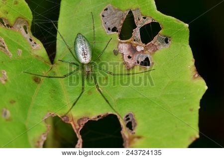 Macro Image Of A Silver Orb Spider , Leucauge Decorata